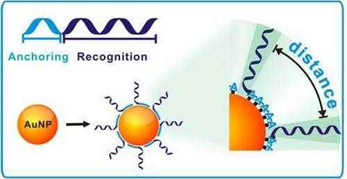 Gold nanoparticles used as colorimetric probes